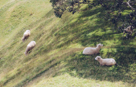 Sheep farm in One Tree Hill of Auckland, New Zealand.の写真素材