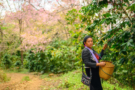 Chiang Rai, Thailand : 04/01/2020 : Portrait of hill tribe woman picking coffee cherries on highland mountains in Northern Thailand. Selective harvesting is the picking of only ripe coffee by hand.のeditorial素材