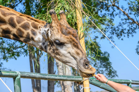 Cropped shot view of human hand feeding banana to Giraffe (or Giraffa) in conservation park. The giraffe is a long-necked ruminant of the African savannah, the tallest living land animal.の写真素材