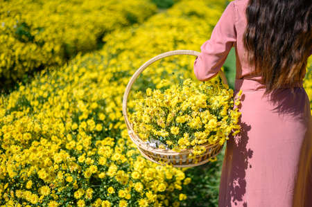 Back view of young woman tourist with a full of Chrysanthemum flowers in basket. Chrysanthemum flowers is the ingredient for making Chrysanthemum herbal tea popular in Chinese traditional.の写真素材