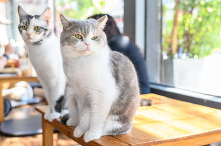 Cute cats on wood table in cat cafe. Cat cafe is a theme cafe whose attraction is cats that can be...