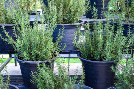 A pot of Rosemary herb plating in the garden. Rosemary is evergreen plant of the mint family the leaves dried or fresh are used to flavour foods.の写真素材