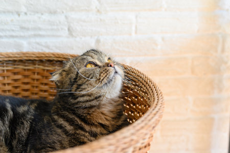 Portrait of cute Scottish Fold cat in the basket. The fold is a result of an incomplete dominant gene caused by a spontaneous genetic mutation.の写真素材