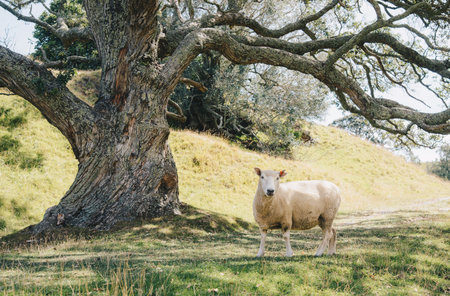 A sheep in agriculture field in the area of One Tree Hill in Auckland, New Zealand. Sheep farming was the country's most important agricultural industry.の写真素材