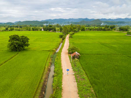 Aerial view of woman walking on the countryside road cut throug the green paddy field in Chiang Rai province of Thailand. Beautiful view of the countryside of Northern Thailand.の写真素材