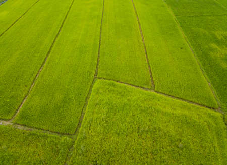 Aerial view of rice paddy field in Chiang Rai province of Thailand in rainy season. Thailand has a strong tradition of rice production. It has the fifth largest amount of rice cultivation in the worldの写真素材