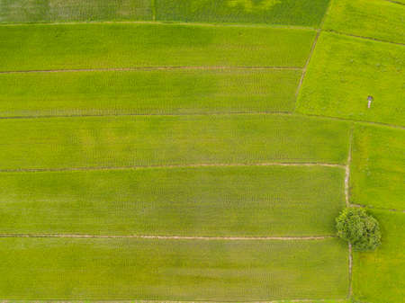 Aerial view of rice paddy field in Chiang Rai province of Thailand in rainy season. Thailand has a strong tradition of rice production. It has the fifth largest amount of rice cultivation in the worldの写真素材