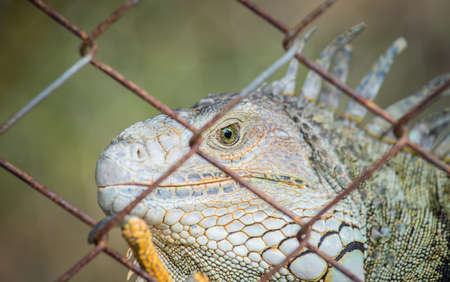 Closeup of green Iguana in the cage, Iguana have strong jaws with razor-sharp teeth and sharp tails. One of the most popular reptile pets in the United States.の写真素材