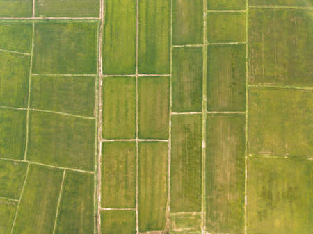 Aerial view of rice fields terraces in the countryside of Thailand. Thailand has a strong tradition of rice production. It has the fifth largest amount of rice cultivation in the wの写真素材