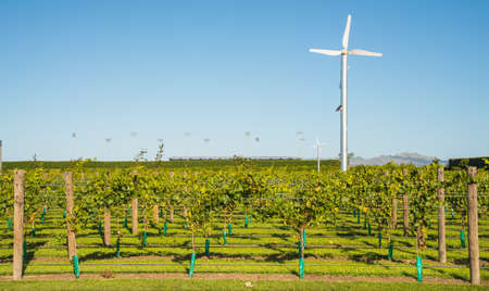 Grapes vineyard in Hawke's Bay the oldest wine region in New Zealand. Hawke's Bay wine region is New...