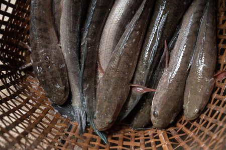 Group of living snakehead fish in wooden basket for sell in local market. Fish are an important resource for humans worldwide, especially as food.の写真素材