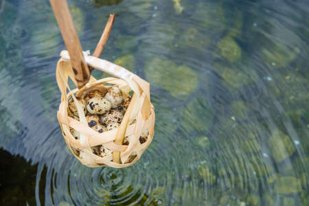 Cropped shot of tourist hand soaking Quail bird eggs in hot spring (for cooked egg yolks and jelly egg) in Chae Son National Park the geothermal park in Lampang province of Thailanの写真素材