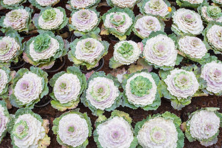 Group of beautiful ornamental cauliflowers in the botanical garden from high angle view.