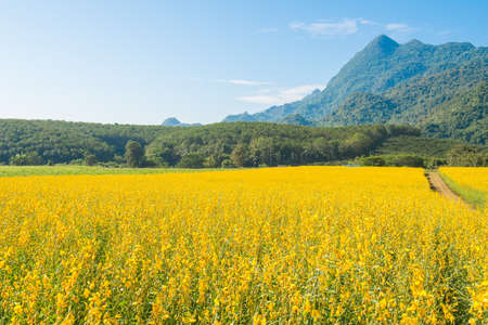 Beautiful view of Sunhemp field (Crotalaria Juncea) at the foothills of Doi Nang Non mountain in Mae...