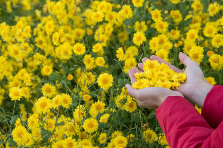 Shot of someone hands holding Chrysanthemum flowers leaves on hands in flowers garden.
