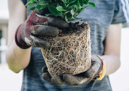 Cropped shot of gardener holding a plant with root bound for repotting. Repotting refreshes the nutrients in the soil.の写真素材