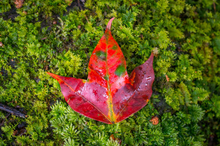 Cropped shot view of Red Maple leaf on the moss floor.の写真素材