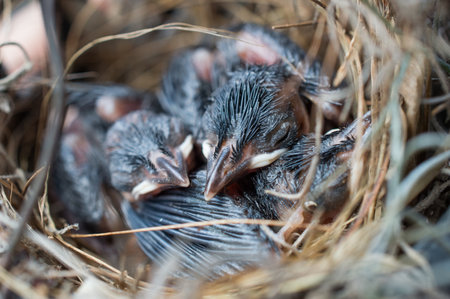 An unidentified species of babies birds sleeping in the nest, waiting for their mother.の写真素材