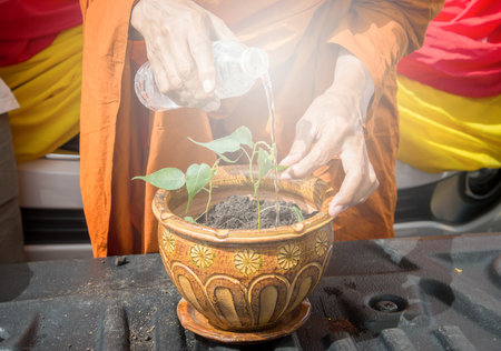 Cropped shot view of Buddhist monk water the plant with water to little Bodhi tree, The Bodhi tree became a symbol of the Buddha's presence and an object of worship.の写真素材