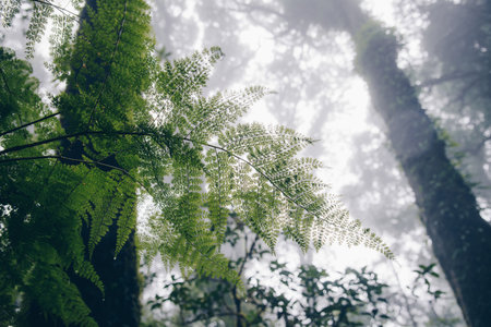 The beautiful fern leaves in the rainforest of northern Thailand.