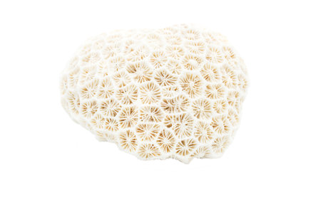 Dead coral on isolated background. Corals are marine invertebrates within the class Anthozoa of the...
