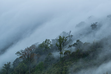 Fog cover the forest in highland of Northern Thailand. Beautiful landscape in rural Thailand during...