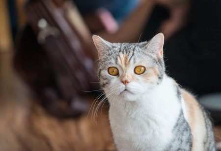The American wirehair cat. These cats are loving, easygoing, and affectionate companion animals.の写真素材