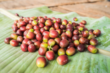 Cherry coffee beans the raw seed material are used to make various coffee beverages and products.の写真素材