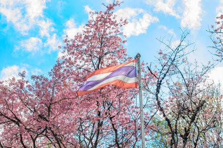 Thailand national flag blowing in the wind with beautiful cherry blossom blooming in the background. The Flag is called â€œThrong Trairongâ€ which means tricolour. The flag of the Kinの素材 [FY310212180385]