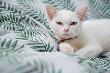 Portrait of angry cat looking to your camera. Domestic cats are valued by humans for companionship.の写真素材