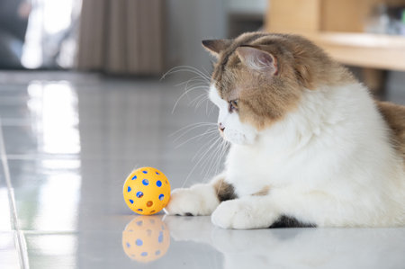 Cute crossbreed Persian cat playing with a ball. A mixed breed cat is a cross between cats of two different breeds or a purebred cat and a domestic cat.の写真素材