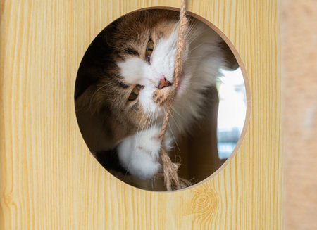 Persian cat playing and biting a rope from inside of wooden cat tree.の写真素材
