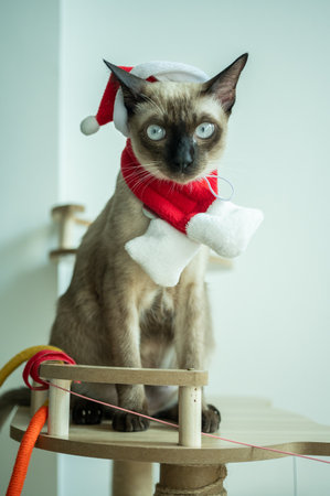 A Siamese cat wearing Santa hat with red scarf during Christmas festival.の写真素材