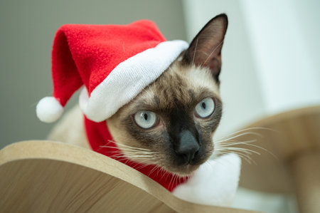 A Siamese cat wearing Santa hat with red scarf during Christmas festival.の写真素材