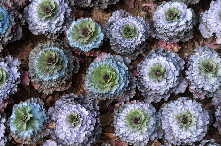 Full frame shot of an ornamental cabbage in the garden. It is flattened cabbage types with color in the center. Smooth round solid head with slightly wave leaves.の写真素材
