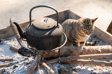 Domestic cat sitting near kettle in winter season.の写真素材