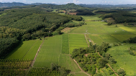 Beautiful aerial view of rice paddy field in Chiang Rai province of Thailand in rainy season....