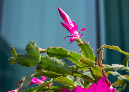 Close up of flower bud of Thanksgiving Cactus before blooming. Holiday cacti such as the Christmas cactus, Thanksgiving cactus are all hybrids of Brazilian forest cacti.の写真素材