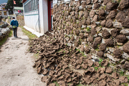 Cow dungs drying outdoor by stick on the wall in rural, Nepal.
