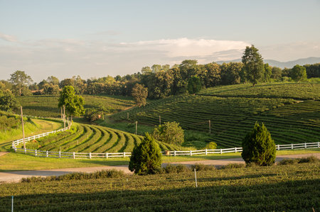 Tea plantation field in Chiang Rai province of Thailand.の写真素材