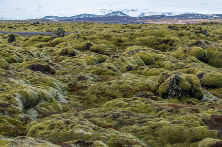 The landscape of Eldhraun lava moss field in Iceland. This impressive lava field the biggest lava flow in the world.の写真素材