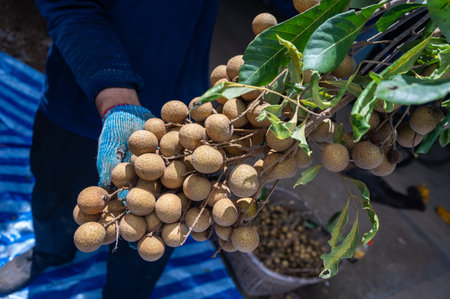 Gardener holding Longan fruit after harvesting.の写真素材