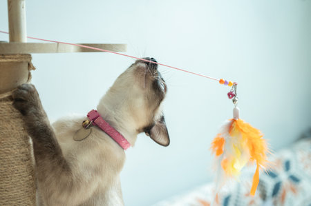 Siamese cat playing with a cat's toy on a cat's tree.の写真素材