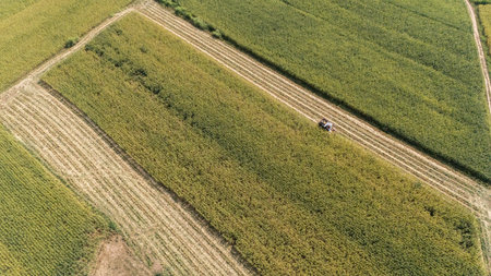 Aerial view of combine harvester cut crops in corn field. The combine harvester cuts the crop at its base.の写真素材