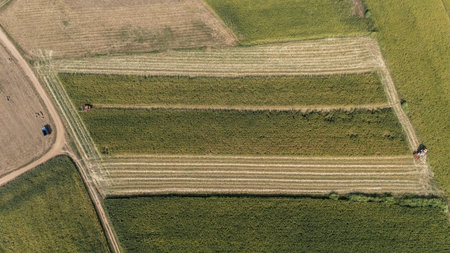 Aerial view of combine harvester cut crops in corn field. The combine harvester cuts the crop at its base.の写真素材