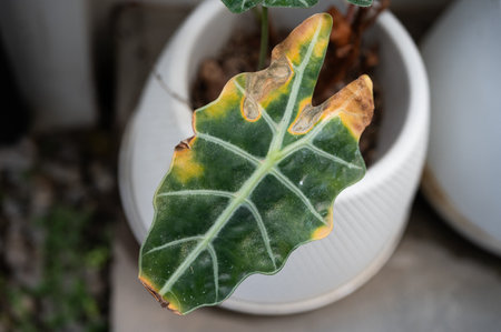 Alocasia amazonica Polly plants with leaf blight disease. Yellowing foliage is one of the most common signs of this issue such as overwatered.の写真素材