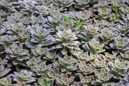 Full frame shot of Crassulaceae succulent plants growing in the garden. The Crassulaceae also known as the stonecrop family.の写真素材