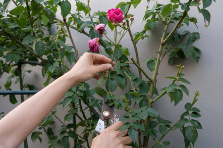 Cropped shot view of gardener trying to cut a wilted roses from rose tree.の写真素材