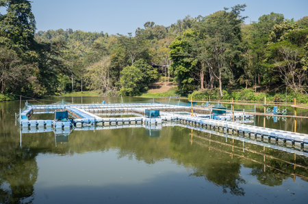 Fish hatchery in freshwater lake in rural area of Thailand. A fish hatchery is a place for artificial breeding, egg hatching, and rearing across the early life stages of aquatic anの写真素材