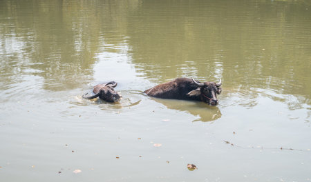 Water buffalo in a pond living in rural area of Thailand. Water buffalo have been used for centuries by Thai farmers to do the hard work of ploughing rice fields.の写真素材